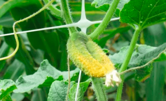 รังไข่แตงกวาเริ่มเปลี่ยนเป็นสีเหลือง