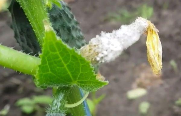 โรคเน่าขาว