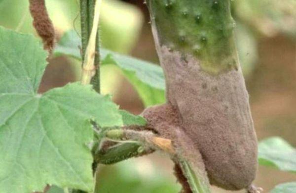 โรคเน่าสีเทา