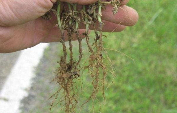 รากเน่า