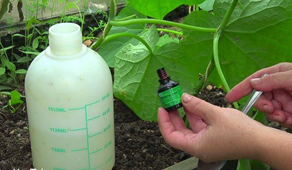 การบำบัดด้วยสีเขียวสดใส