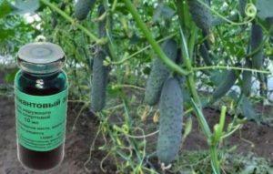 กฎการดูแลและใส่ปุ๋ยแตงกวาด้วยสีเขียวสดใสและไอโอดีน และการควบคุมโรค