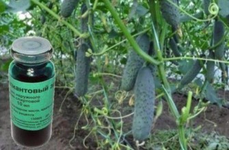 สีเขียวสำหรับโรค