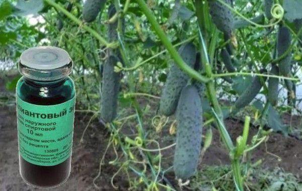 สีเขียวสำหรับโรค