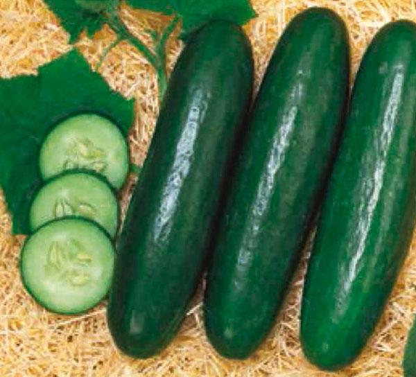 แตงกวาซีน่าขนาดกลาง