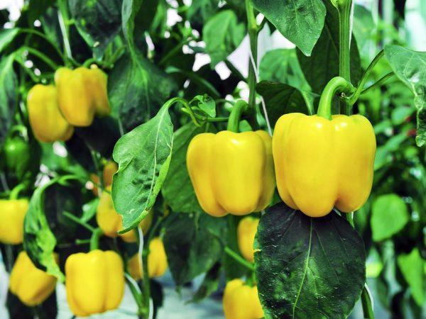 พริกเหลือง