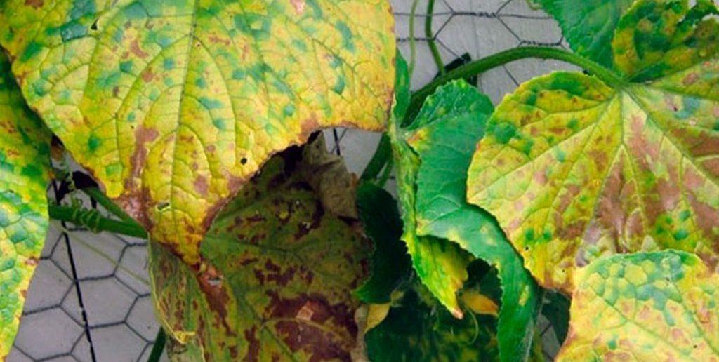 ใบไม้เริ่มเปลี่ยนเป็นสีเหลือง