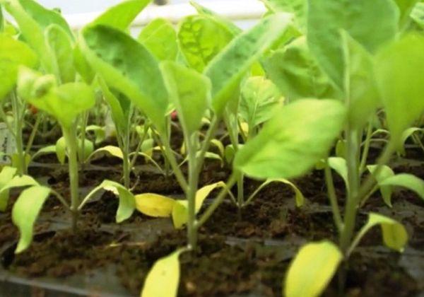 ต้นกล้าพริก