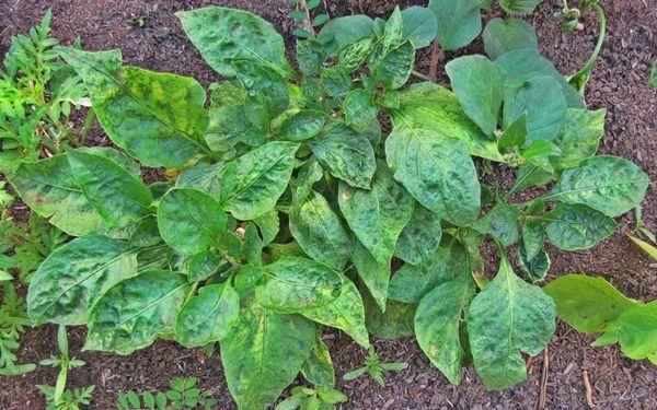 การขาดแมงกานีส