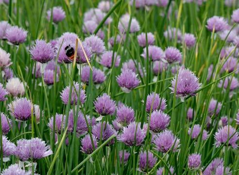 ต้นกุ้ยช่ายน้ำผึ้ง