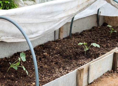 การเพาะปลูกในเรือนกระจก