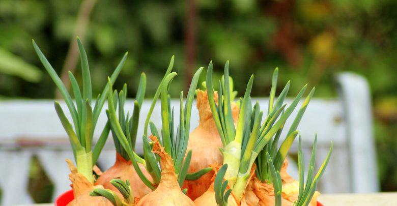 การปลูกหัวหอม