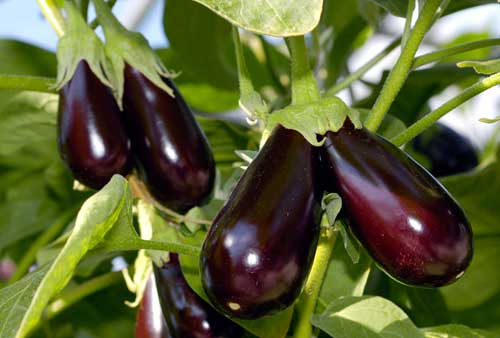 épopée d'aubergines