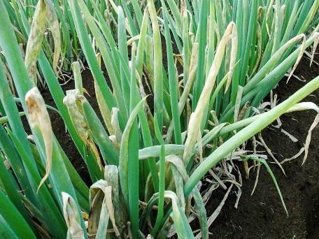 oïdium sur les oignons