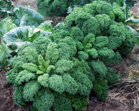 ทินโตเรตโตหยิก