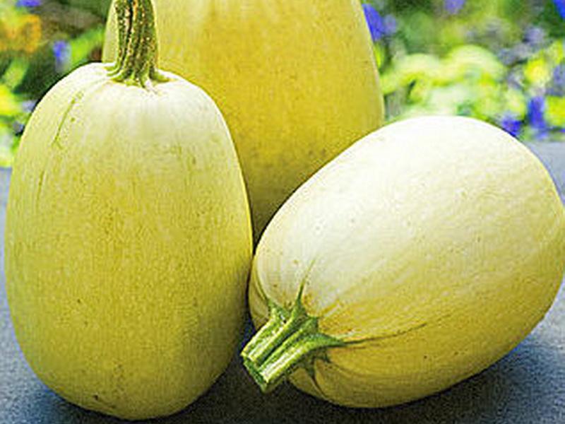 ทิโวลี่ซูกินี่ F1