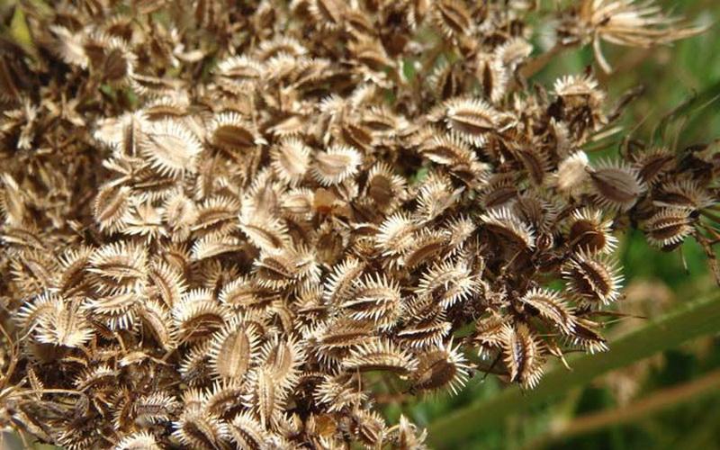 เมล็ดแครอท