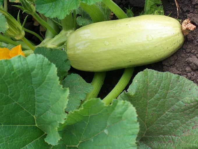 ลูกกลิ้งซูกินี่