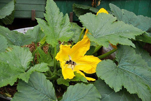 ลูกกลิ้งซูกินี่