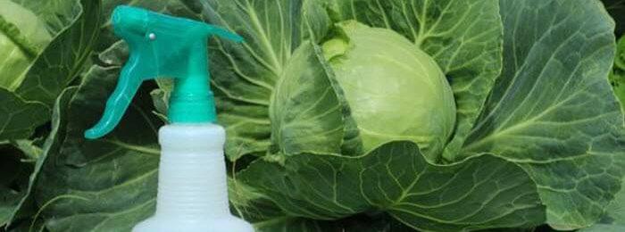 การฉีดพ่นกะหล่ำปลี