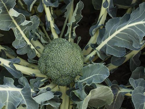 brocoli Batavia F1