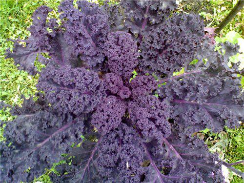 สการ์เล็ตต์เคล