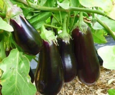 épopée d'aubergines