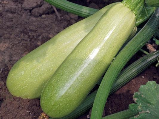 บวบเบโลกอร์