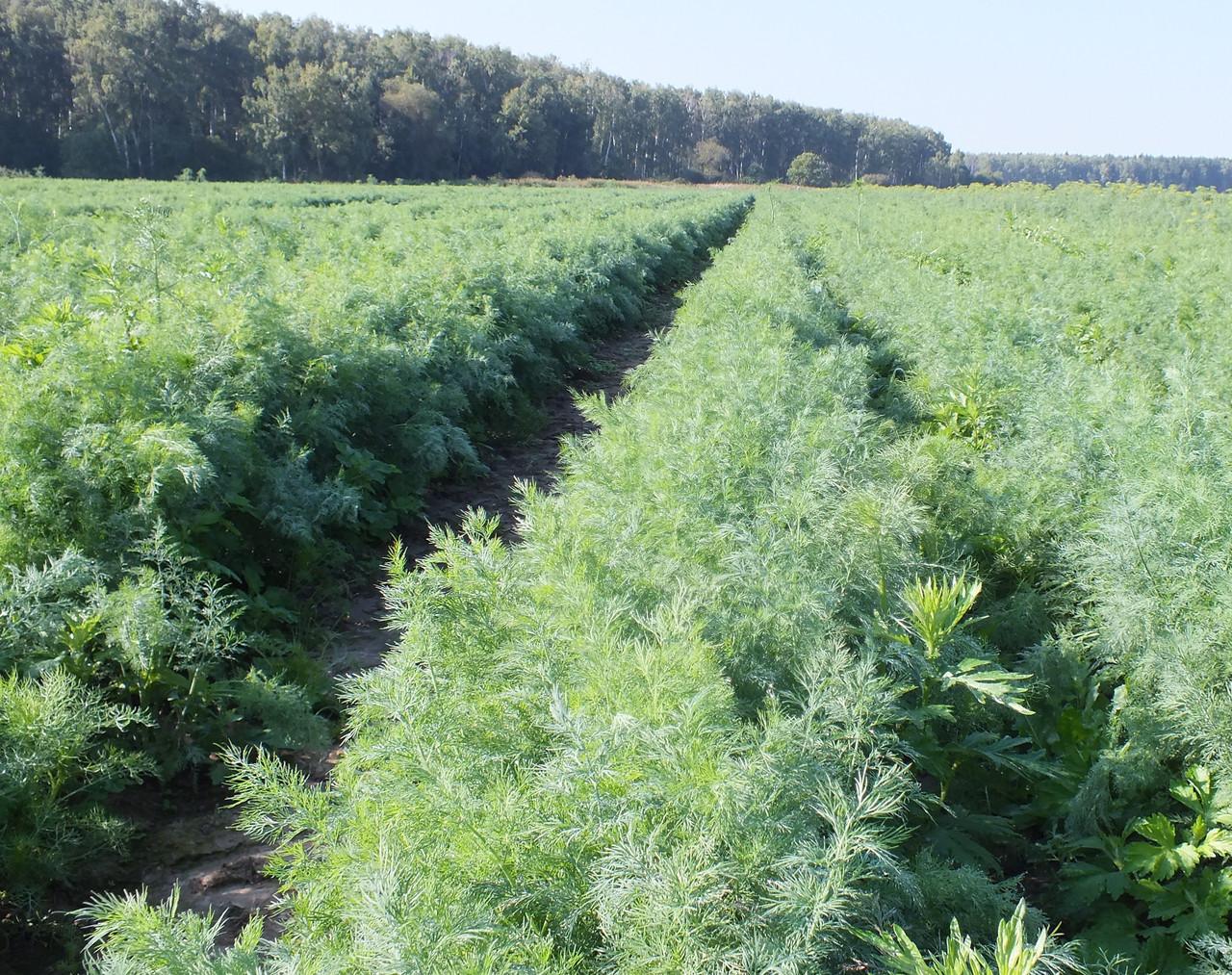 ทุ่งผักชีลาว