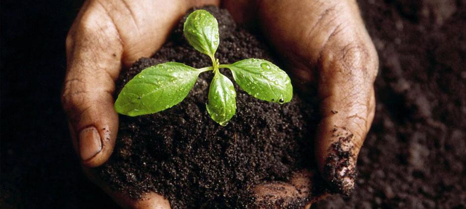 ปุ๋ยหมักไส้เดือน