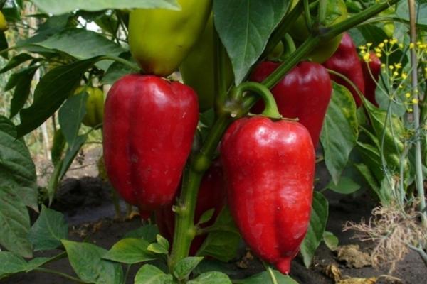 พริกไอแวนโฮ