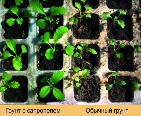 ซาโปรเพลเป็นปุ๋ย