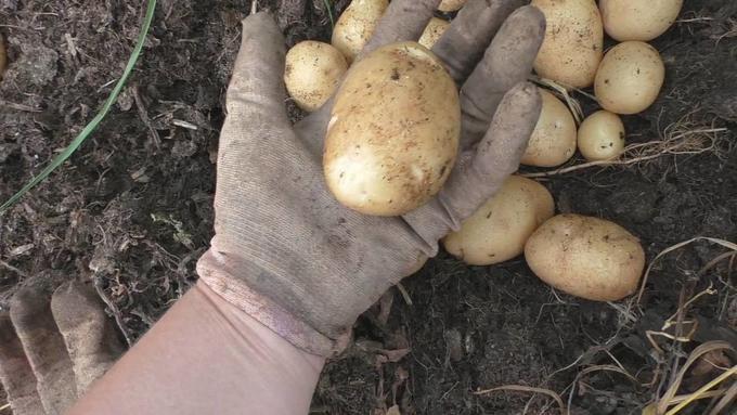 โชคมันฝรั่ง