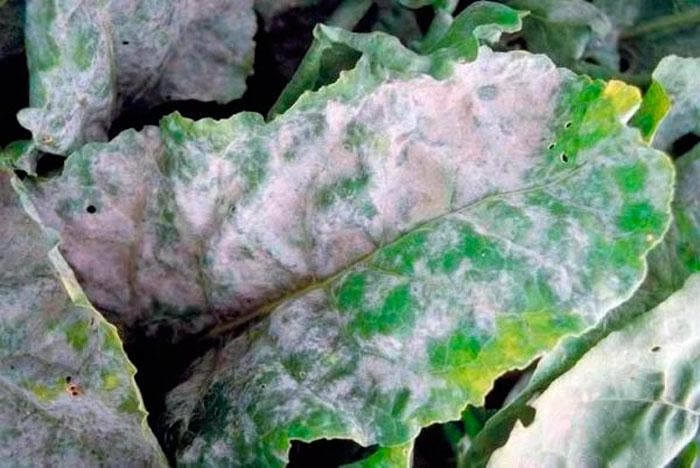 โรคของรูบาร์บ