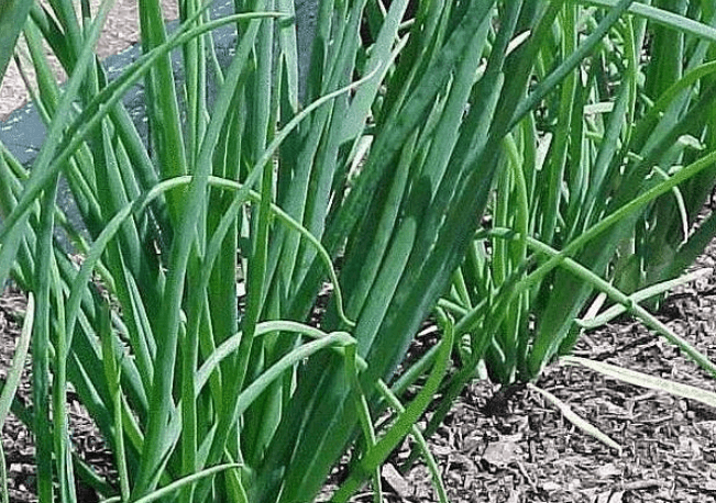 หัวหอมเวลส์