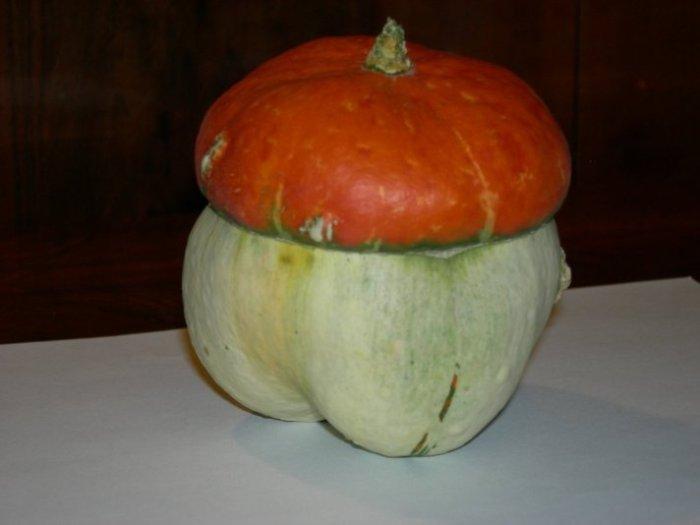 ฟักทองผ้าโพกหัว