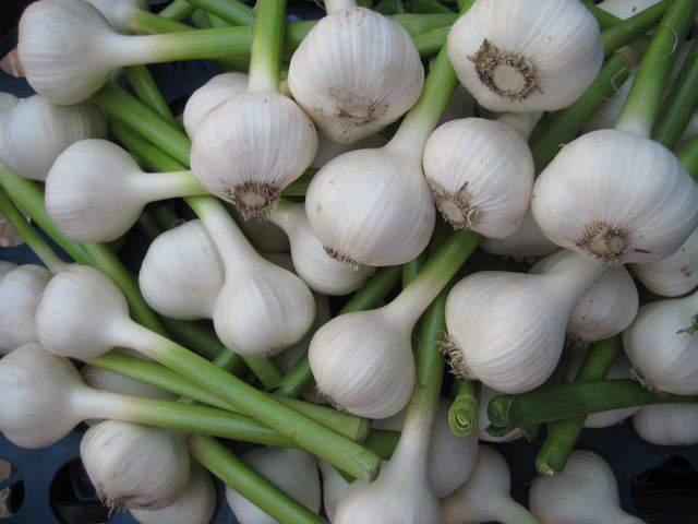 กระเทียมสุก