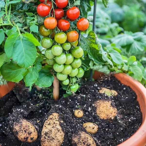 faire pousser des plants de tomates