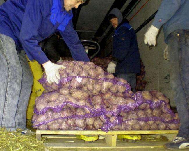 มันฝรั่ง Tuleyevsky