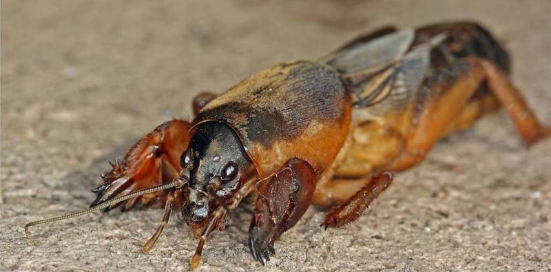 จิ้งหรีดตุ่นเป็นศัตรูพืช