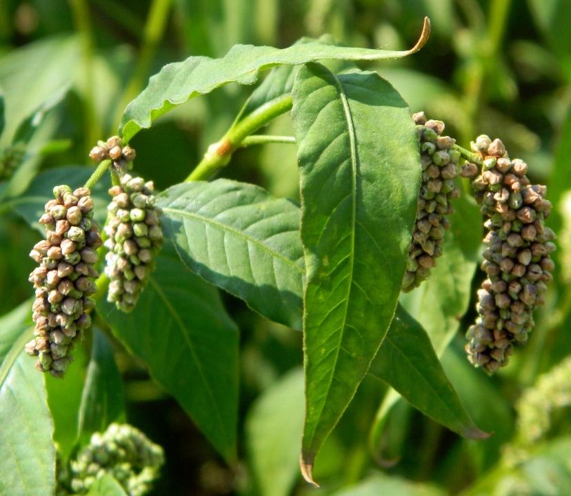 การทาบัควีท