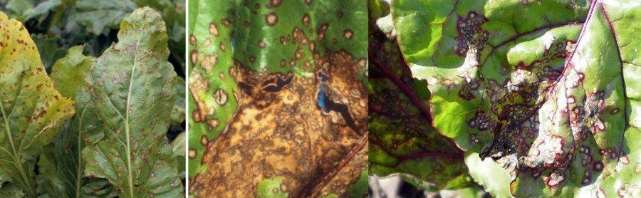 โรคเน่าสีน้ำตาล