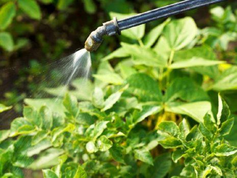 ฟิโตเวอร์มสำหรับด้วง