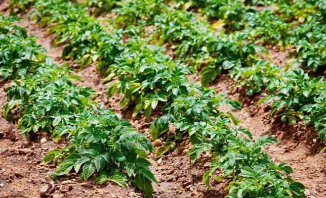 pommes de terre mûres