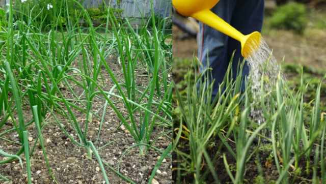 การแปรรูปหัวหอม