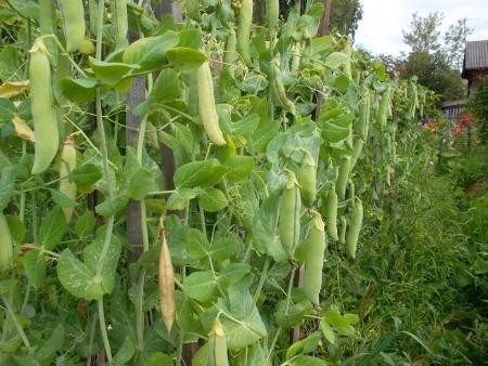 การปลูกถั่ว