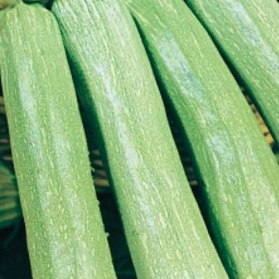 ท่านเซอร์ซูกินี่