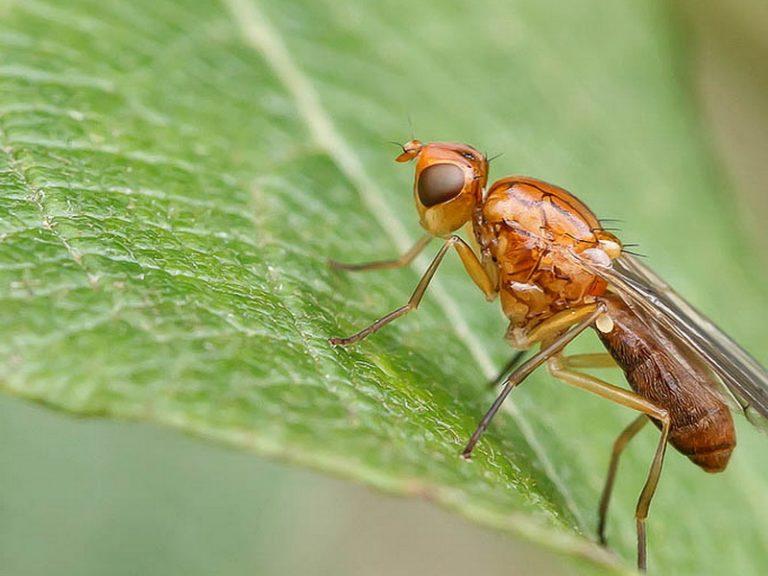 แมลงวันแครอท