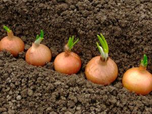 Comment et quand planter des oignons pour obtenir de gros bulbes