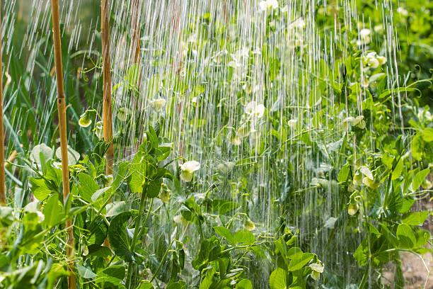 การรดน้ำถั่ว